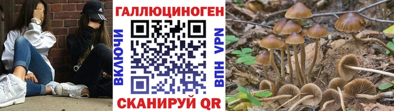 Псилоцибиновые грибы GOLDEN TEACHER Гусиноозёрск